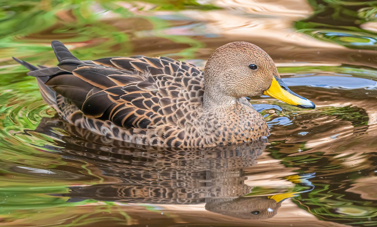 Yellow-billed Pintail - ML387369691
