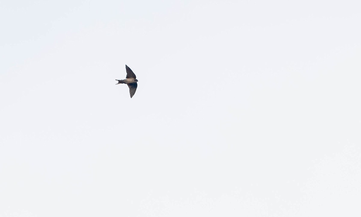 Brown-bellied Swallow - ML387369731