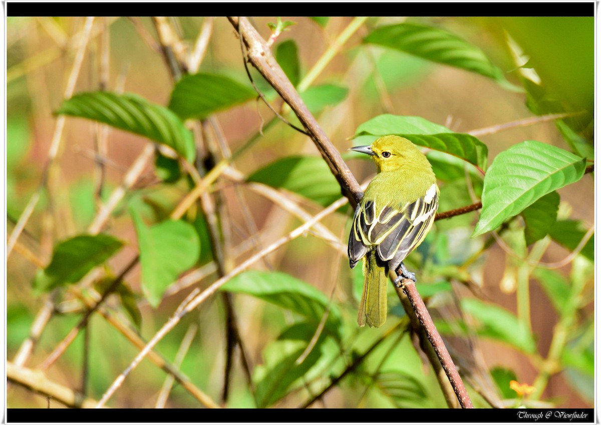 Common Iora - ML38737051