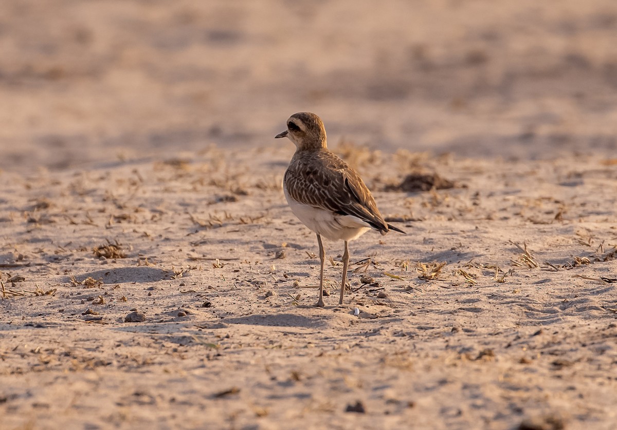 Caspian Plover - ML387371691