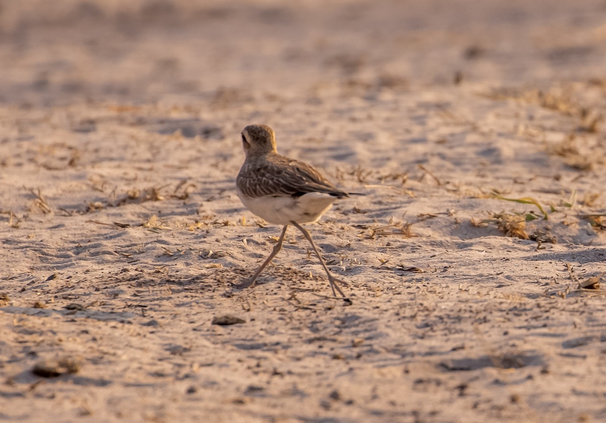 Caspian Plover - ML387371711