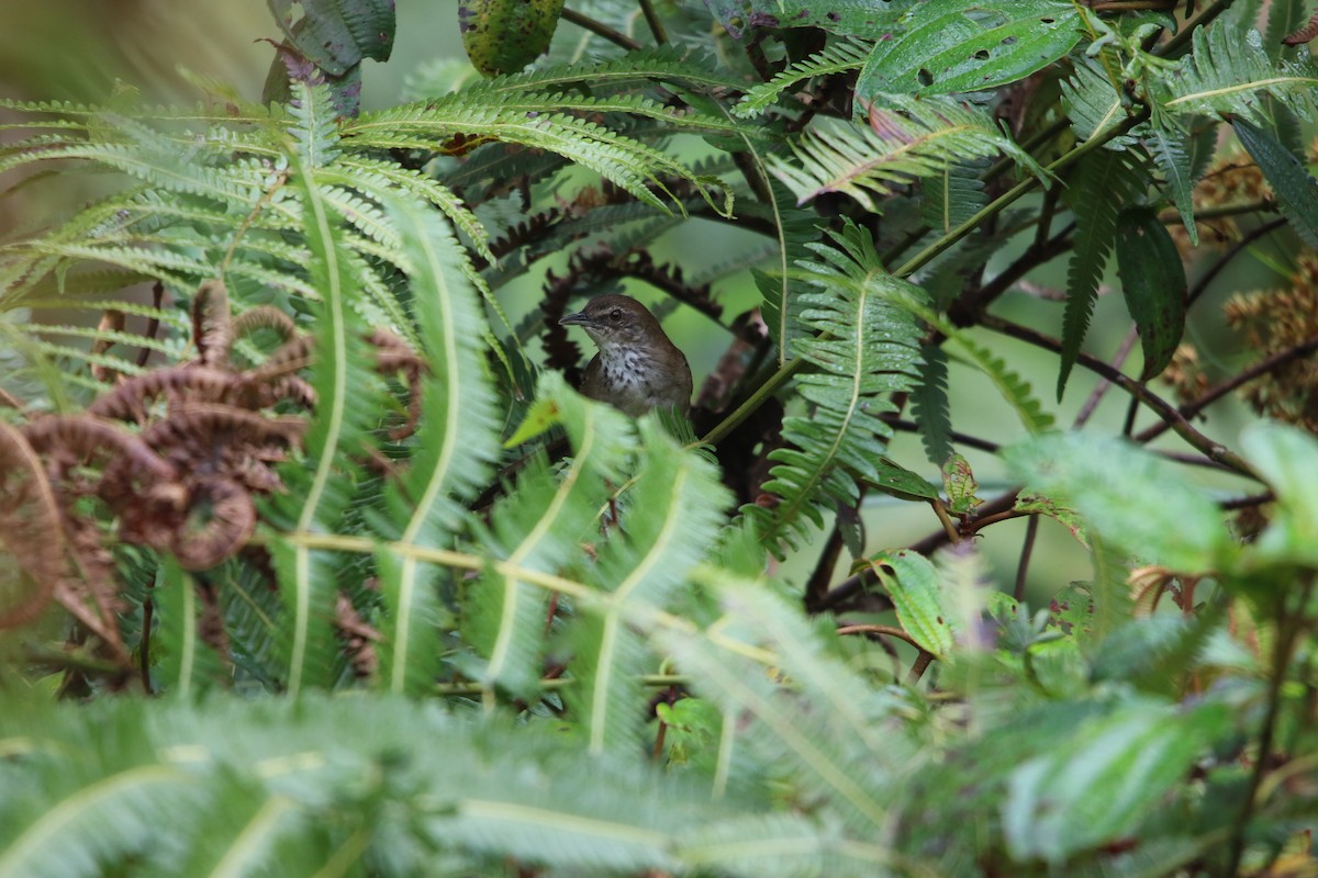 Dja River Swamp Warbler - Benjamin Bureau