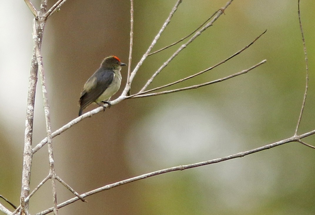 Red-capped Flowerpecker - ML38737351