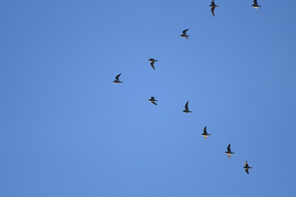 European Golden-Plover - Joseph Walston