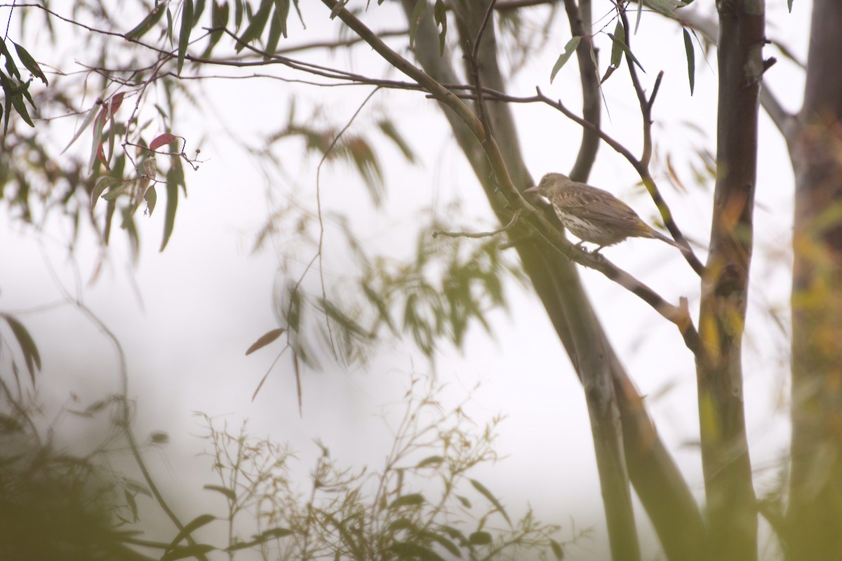 Olive-backed Oriole - ML387374881