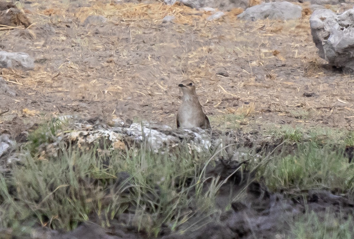 Black-winged Pratincole - ML387375141
