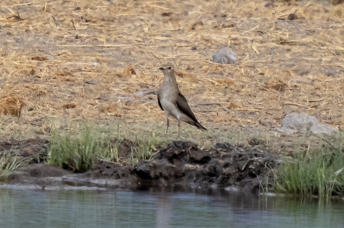 Black-winged Pratincole - ML387375151