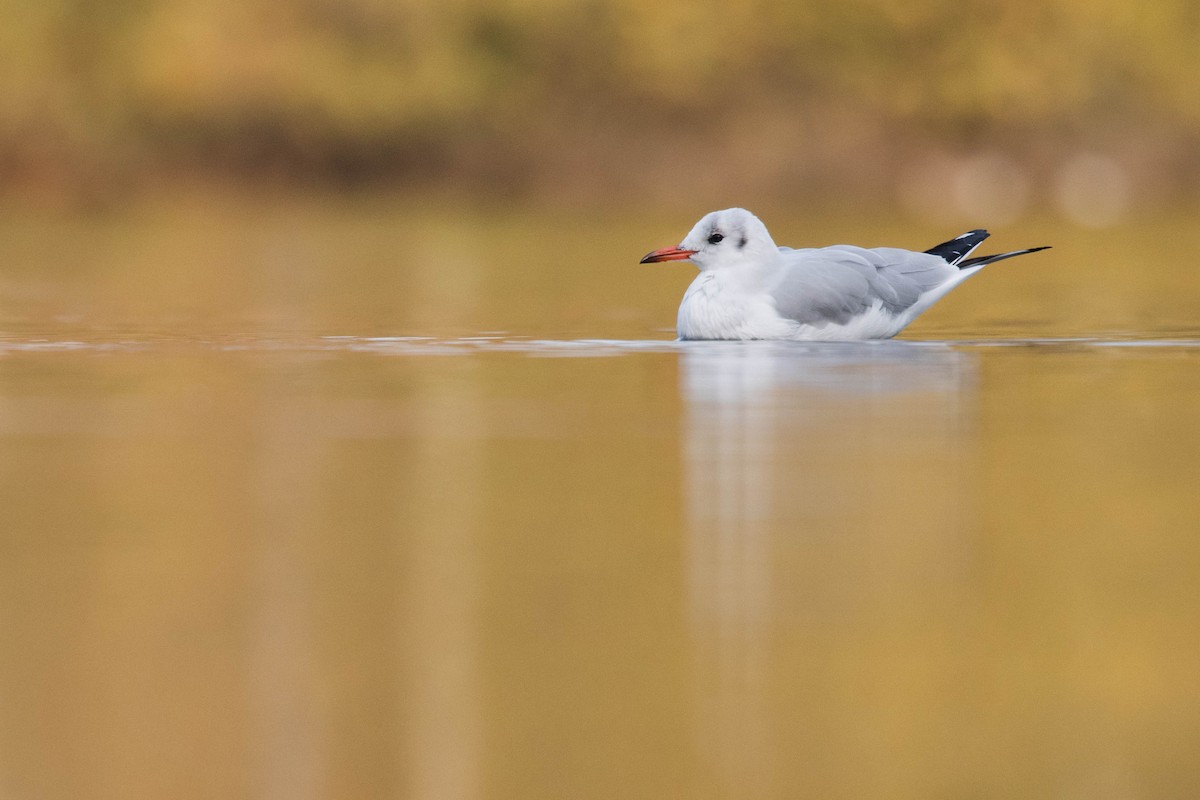 Black-headed Gull - ML387376971