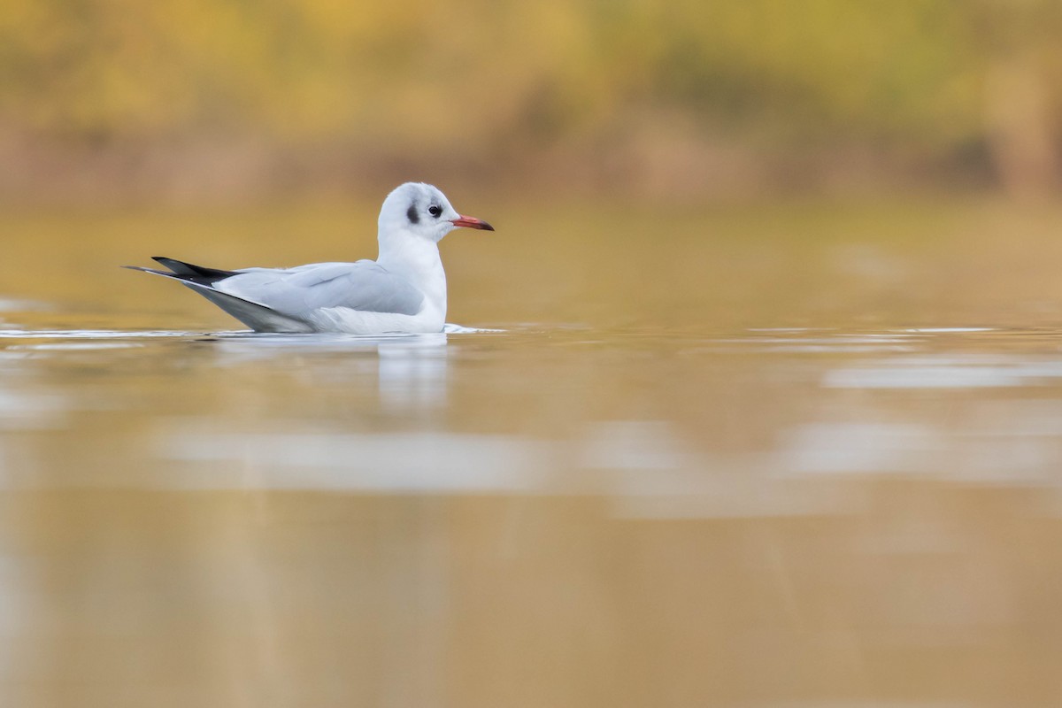 Black-headed Gull - ML387376981