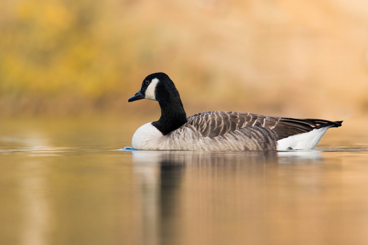 Canada Goose - Leo Damrow