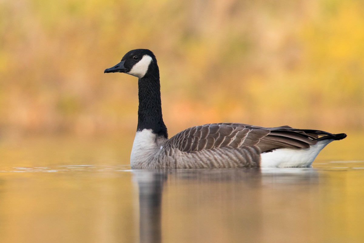 Canada Goose - ML387377001