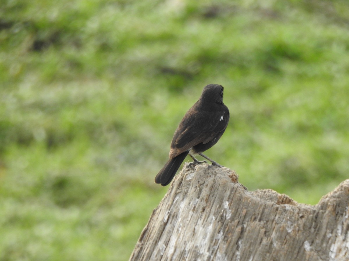 Pied Bushchat - ML387377401