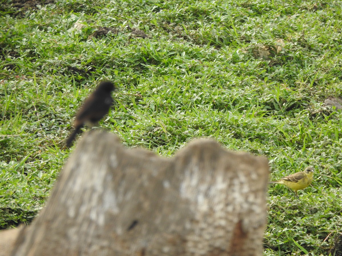 Pied Bushchat - ML387377411