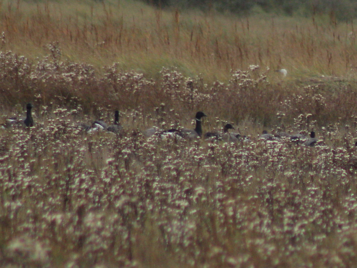 Brant - ML387377461