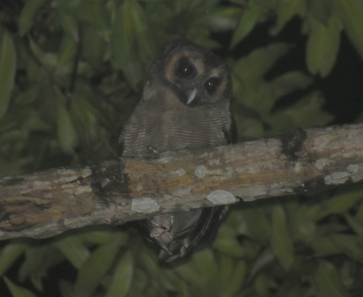 Brown Wood-Owl - ML387377481