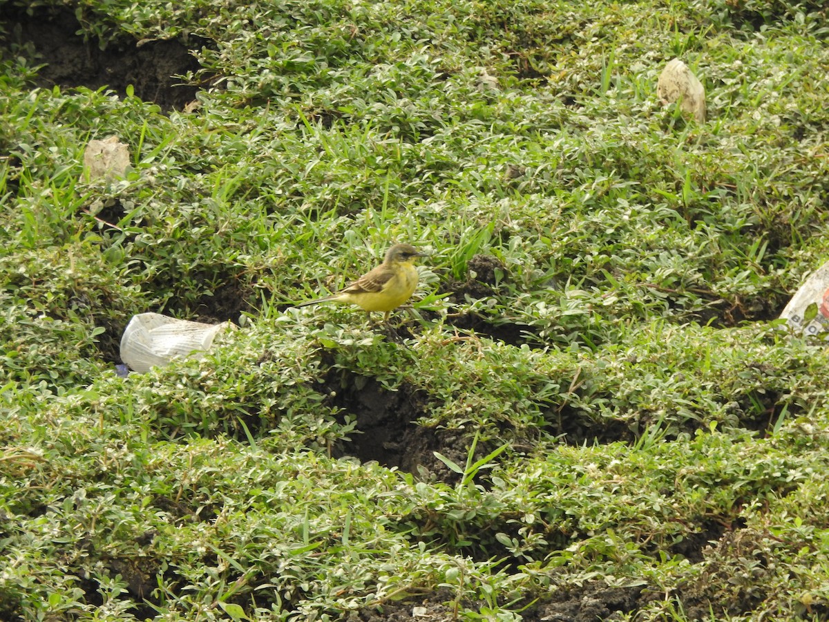 Western Yellow Wagtail - ML387377491