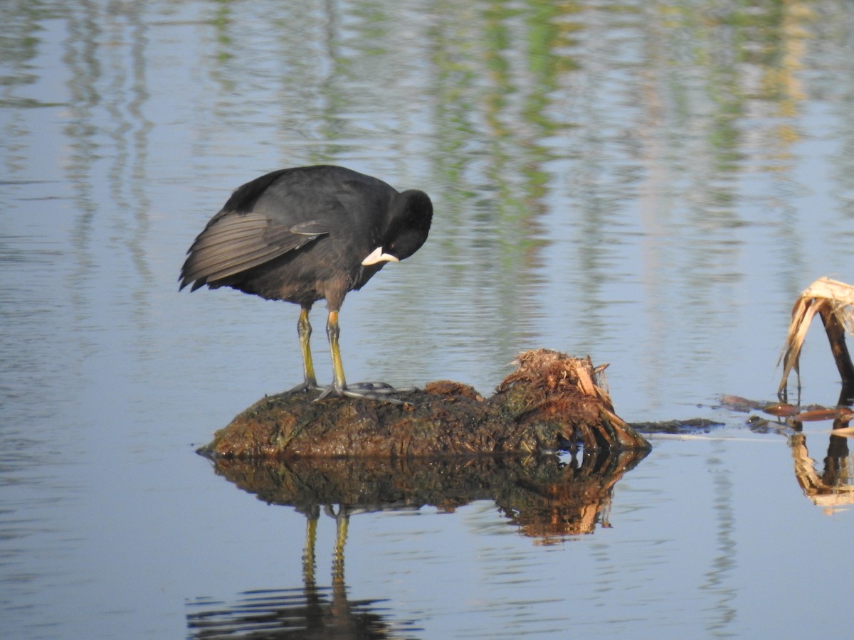 Eurasian Coot - ML387378341