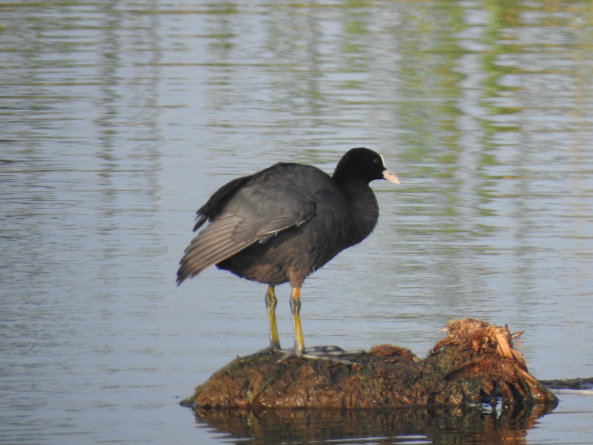 Eurasian Coot - ML387378361