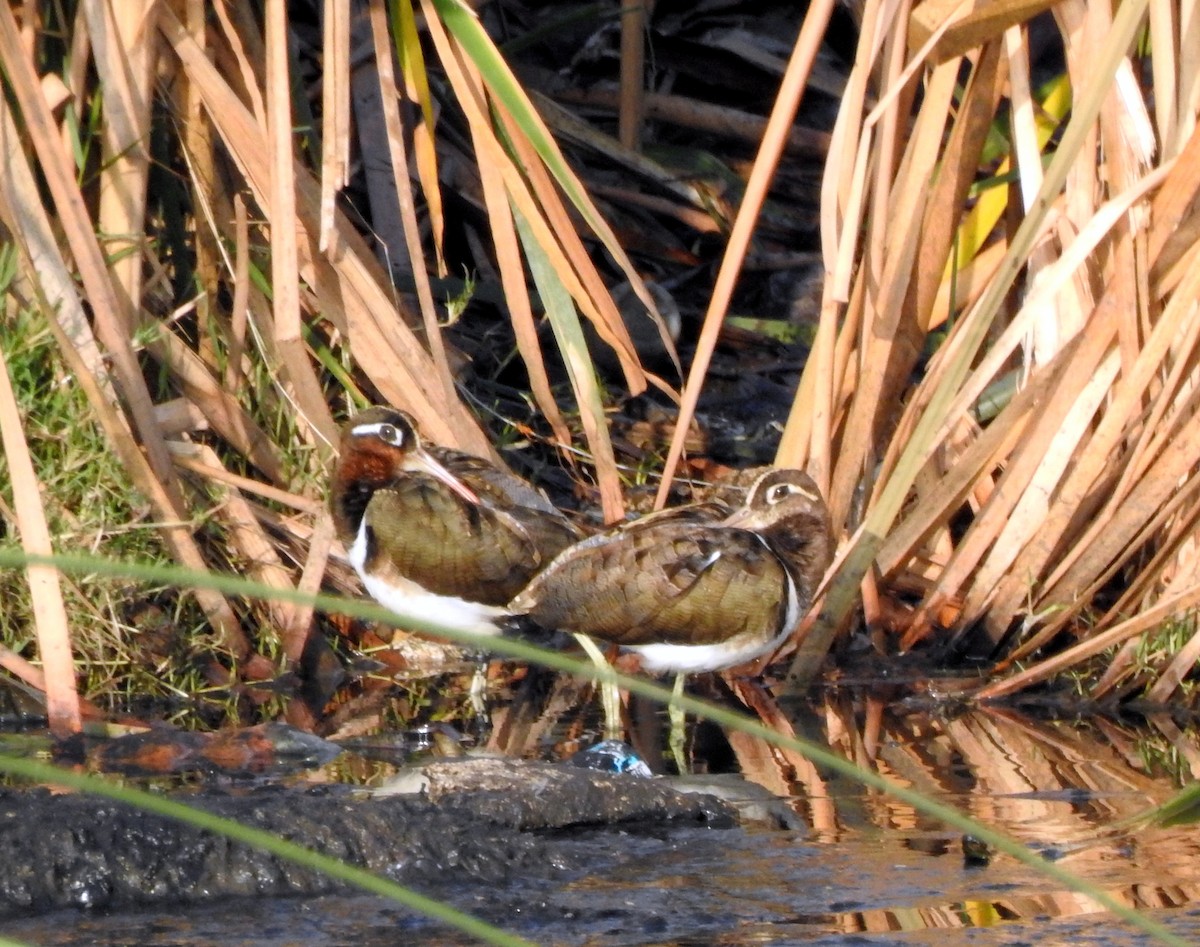 Greater Painted-Snipe - ML387378601