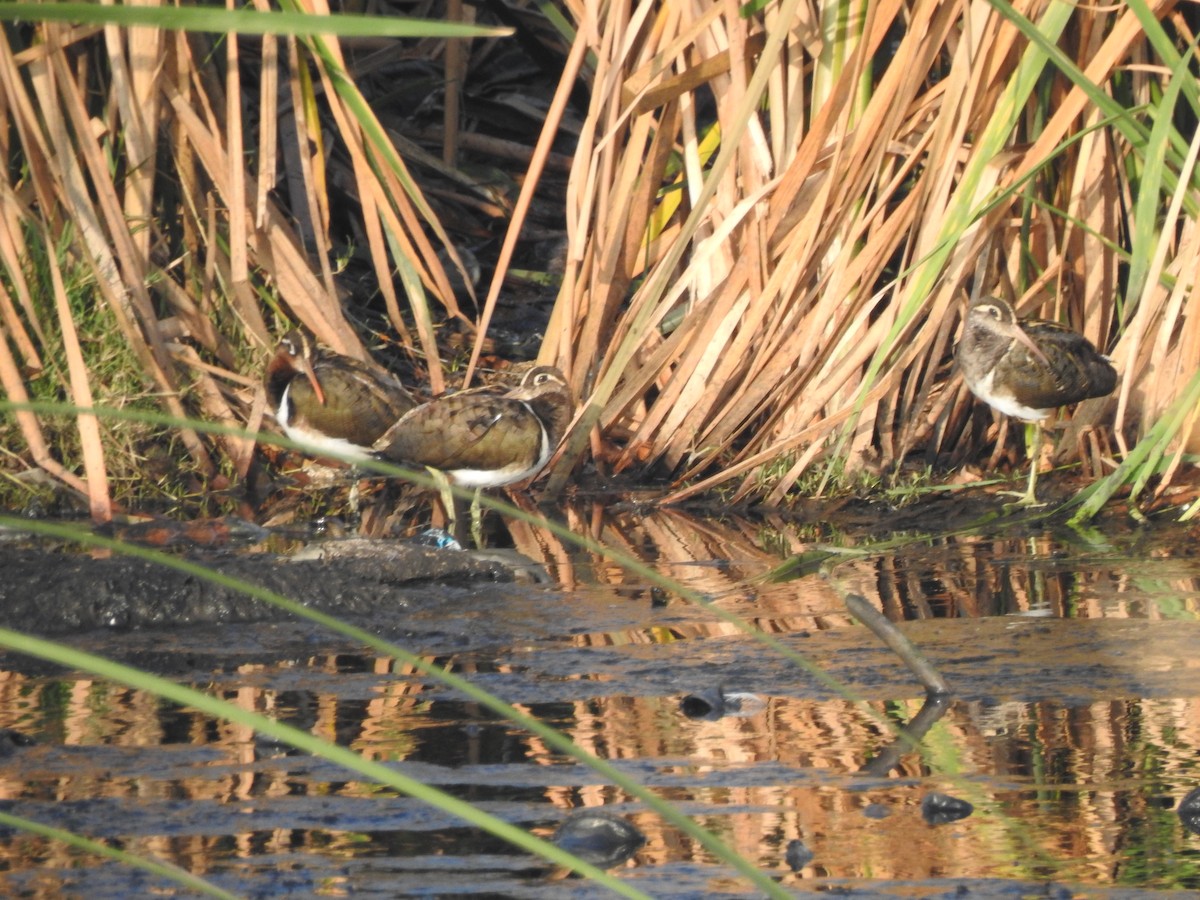 Greater Painted-Snipe - ML387378621