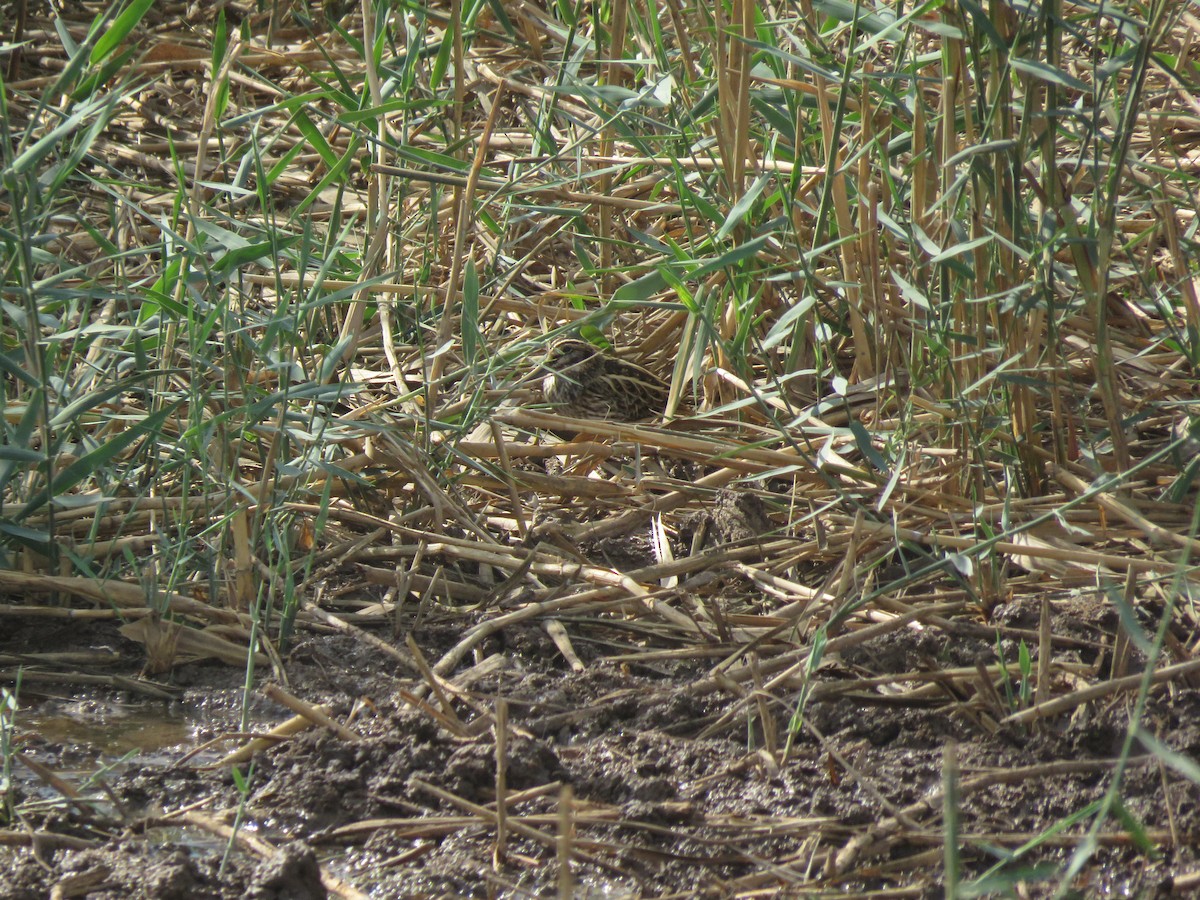 Jack Snipe - ML387380121