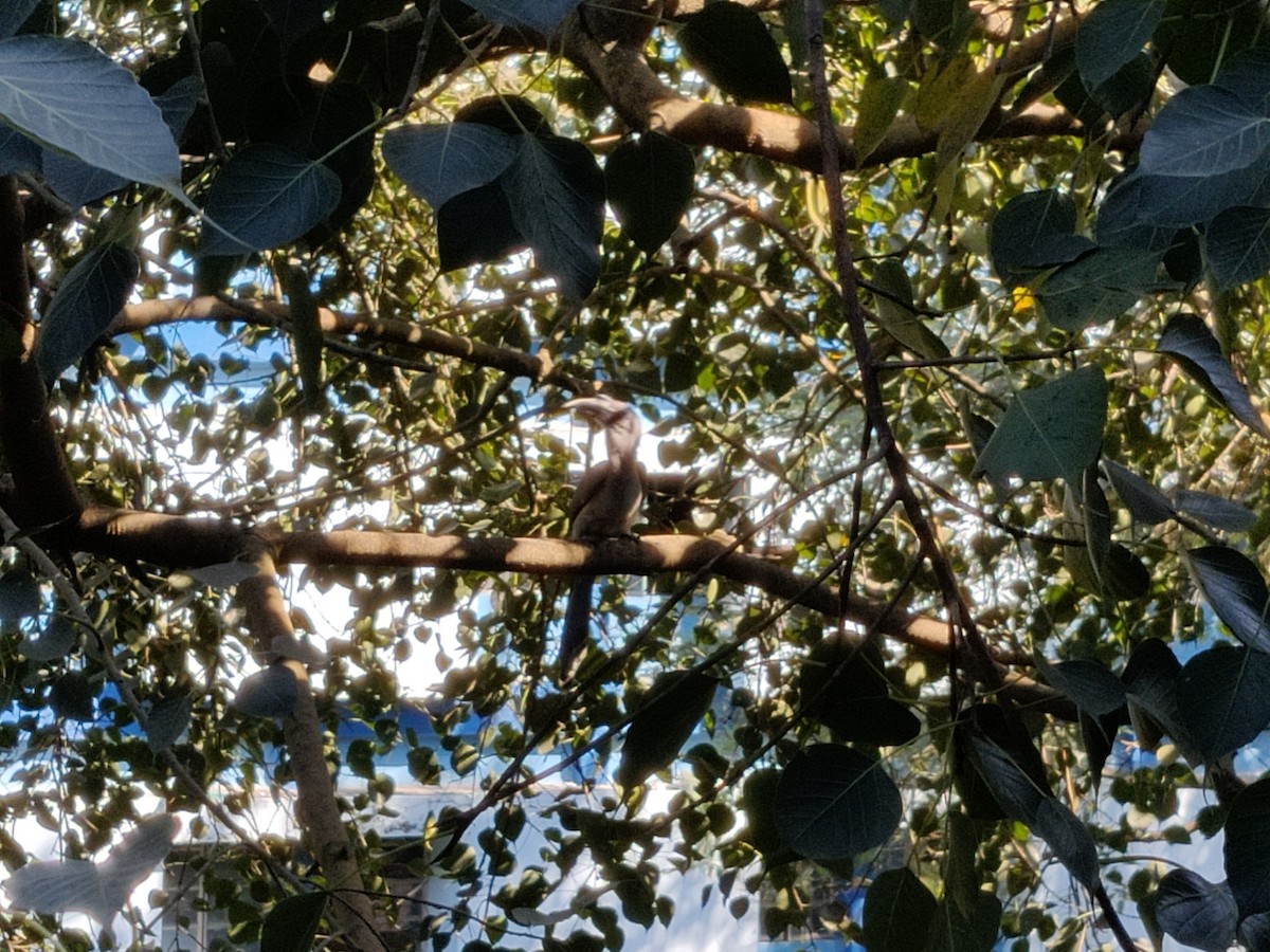 Indian Gray Hornbill - ML387380211