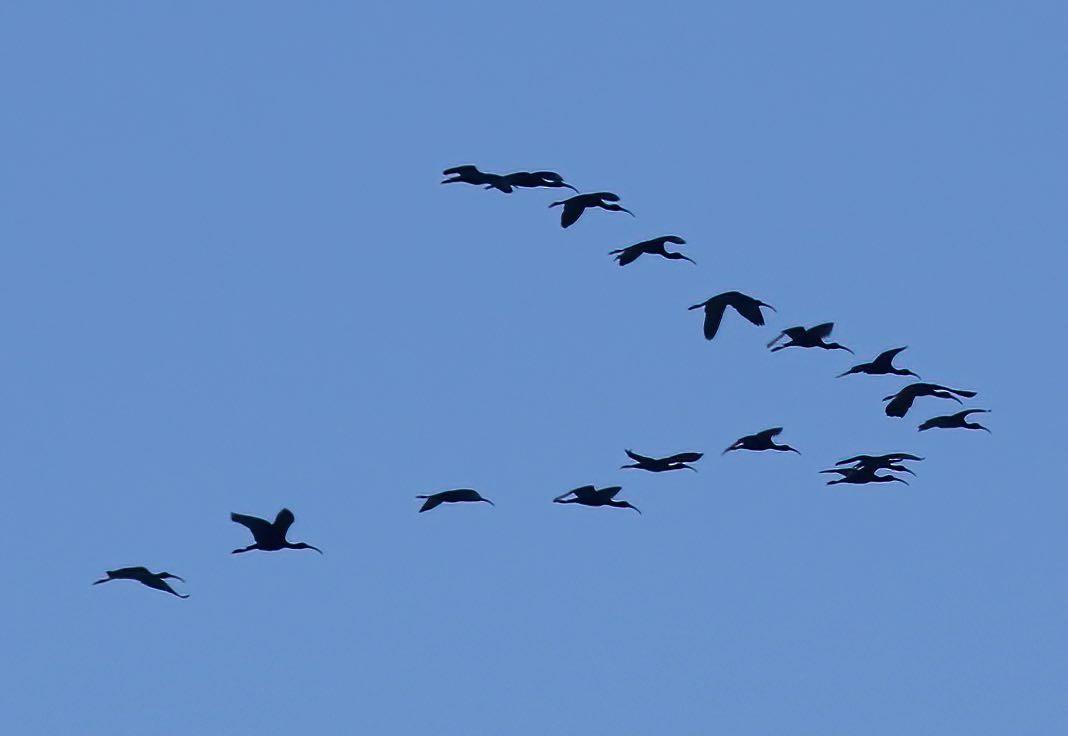 ibis hnědý - ML387382241
