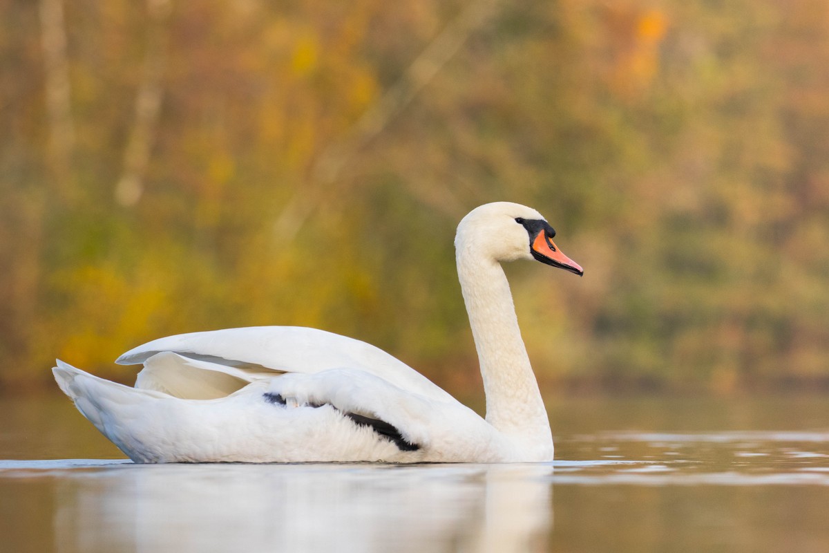 Mute Swan - ML387382581