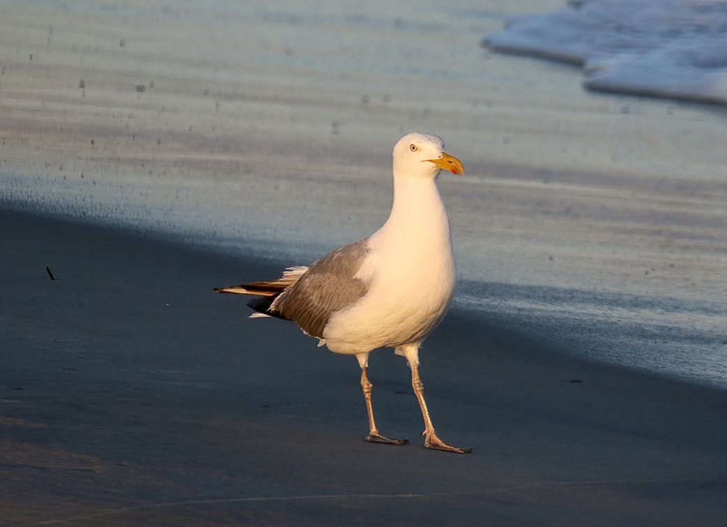 Herring Gull - ML387383141