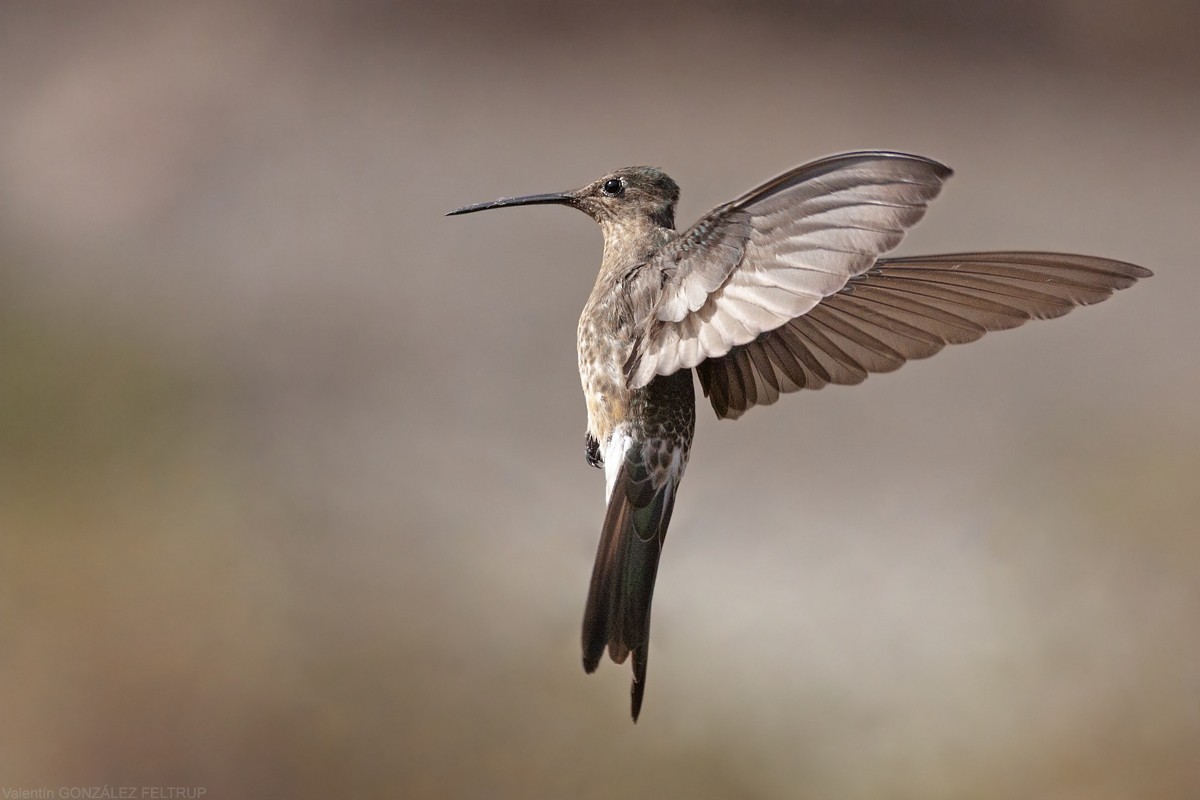 Giant Hummingbird - ML387386041