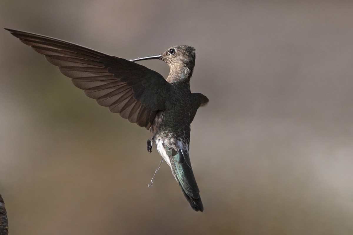 Giant Hummingbird - Valentín González Feltrup