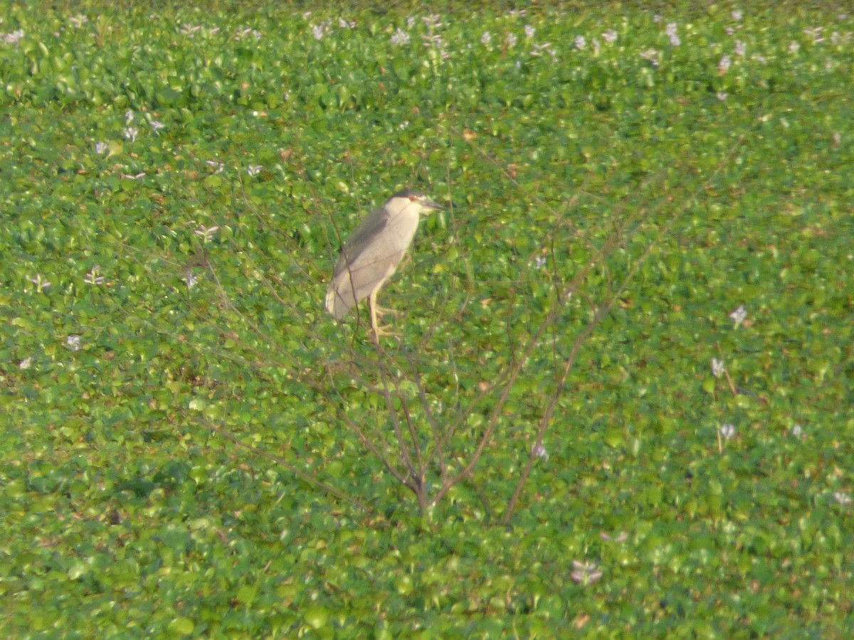 Black-crowned Night Heron - ML38738611