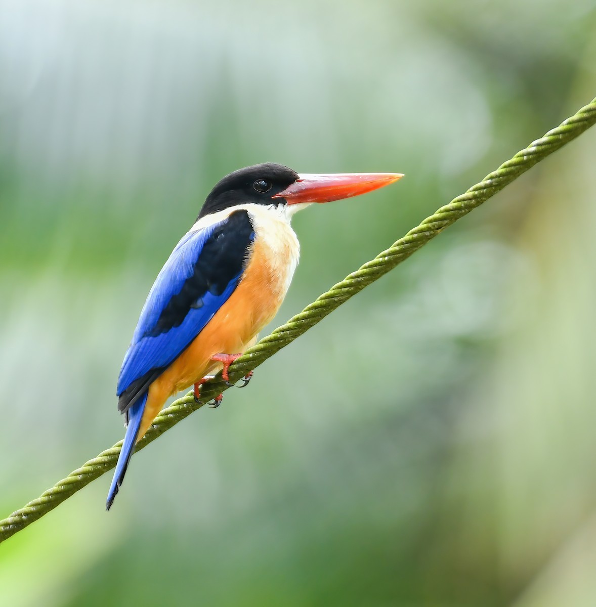 Black-capped Kingfisher - ML387387141