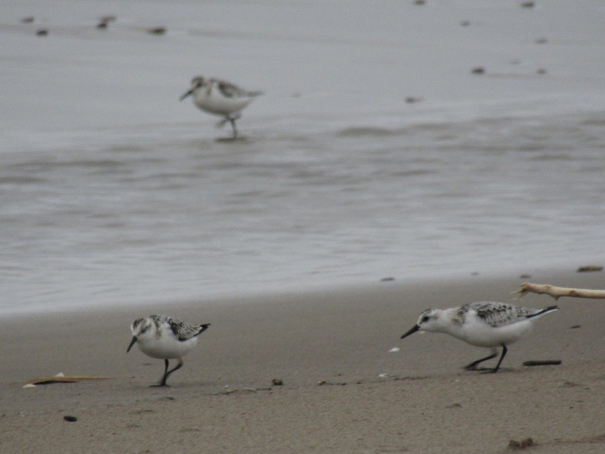 Bécasseau sanderling - ML387389131