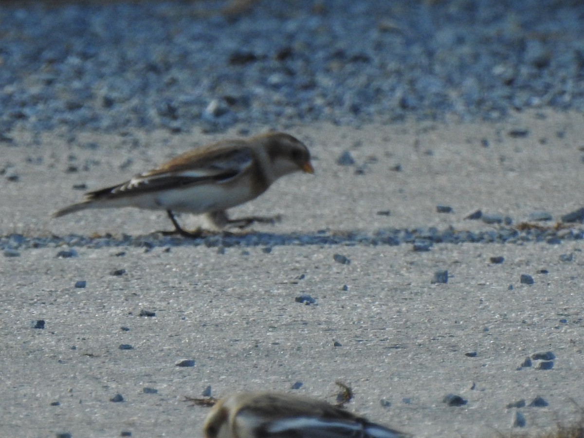 Snow Bunting - ML387391191