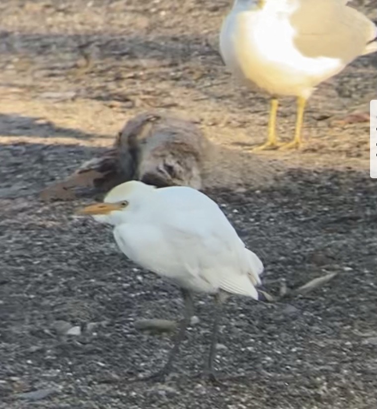 Western Cattle-Egret - josh Ketry