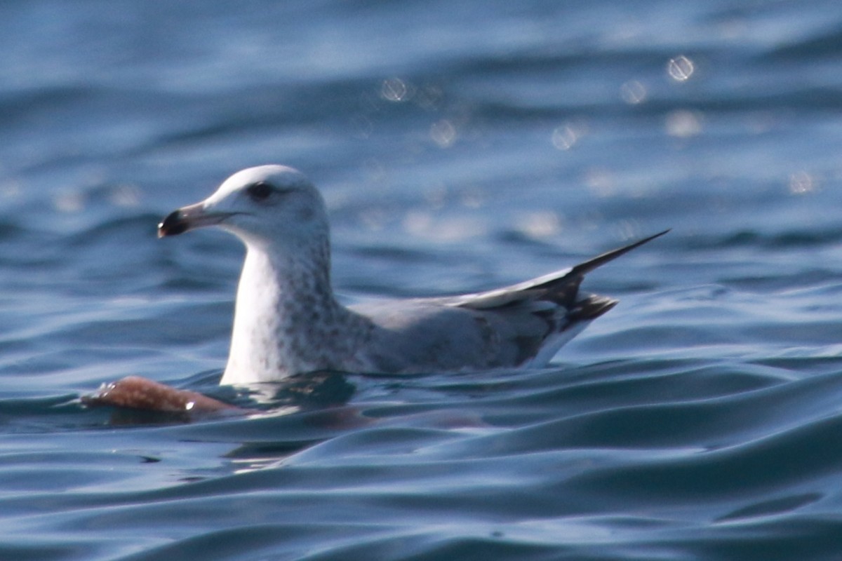 American Herring Gull - ML387392721