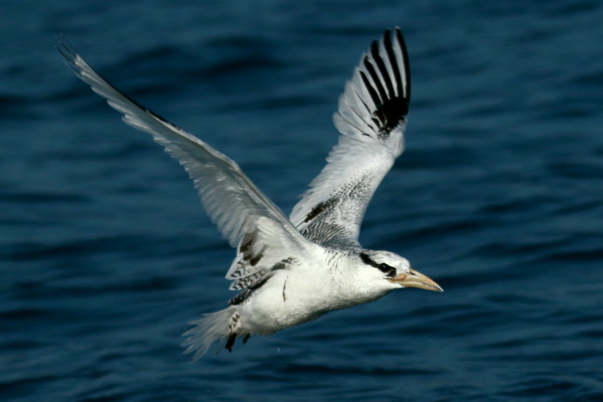 Red-billed Tropicbird - ML387392741