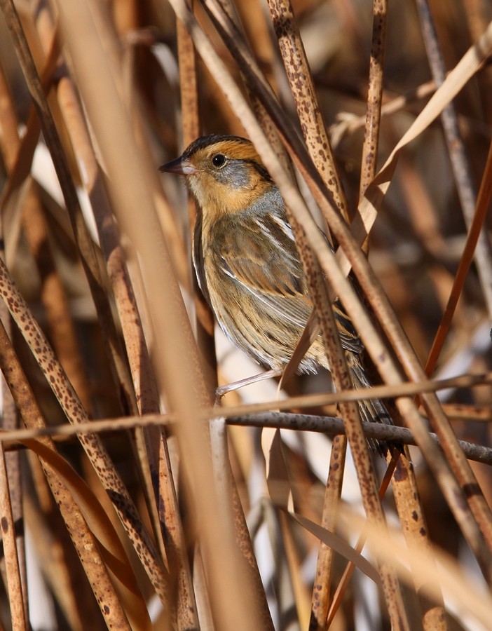 Nelson's Sparrow - ML387393081