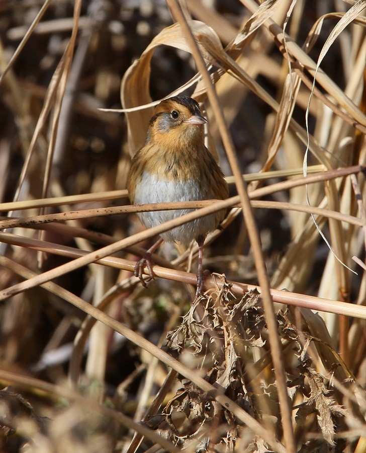 Nelson's Sparrow - ML387393091