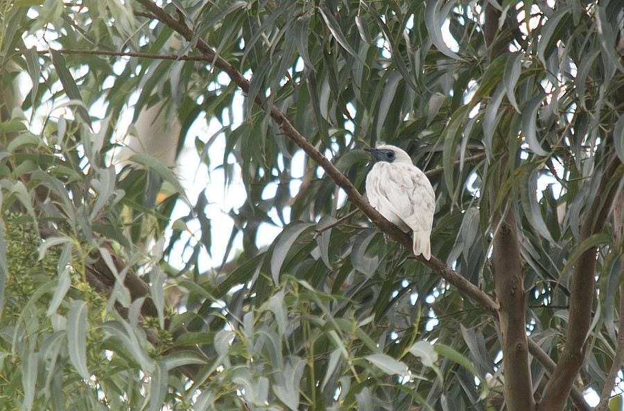 Bare-throated Bellbird - LUCIANO BERNARDES