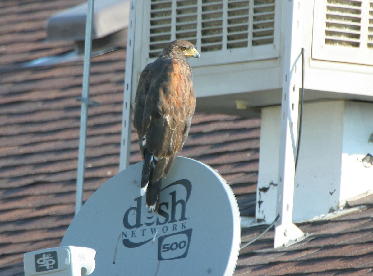 Harris's Hawk - Glenn Walbek