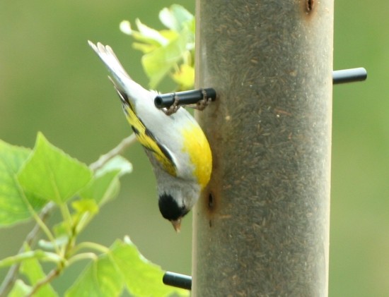 Lawrence's Goldfinch - ML387394321