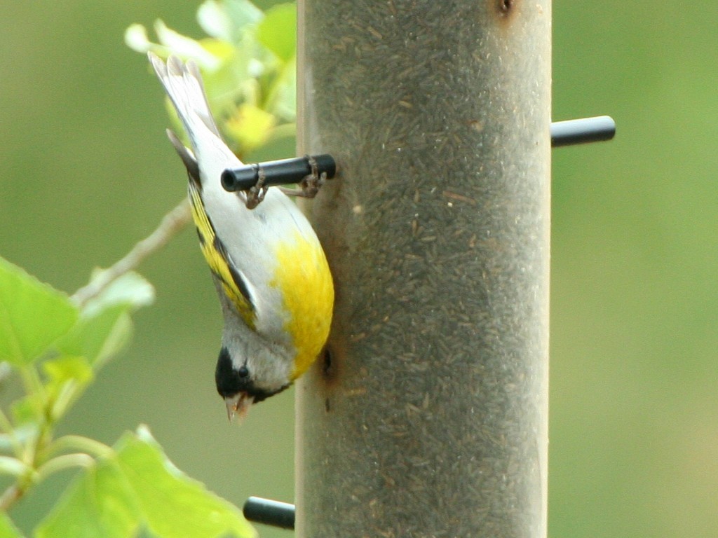 Lawrence's Goldfinch - ML387394331
