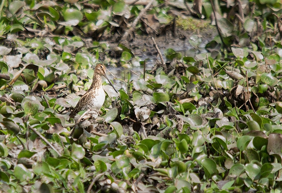 Pantanal Snipe - LUCIANO BERNARDES