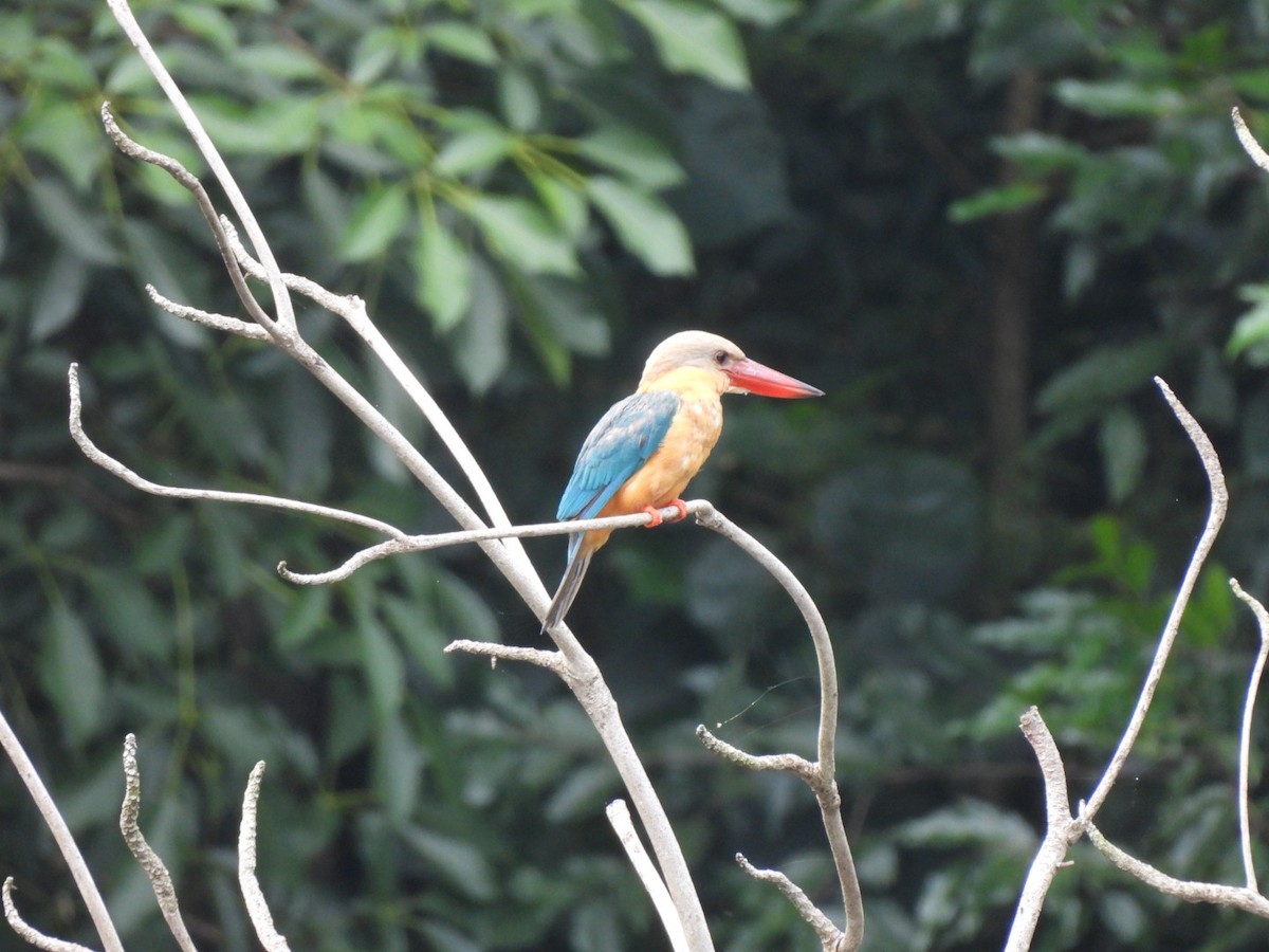 Stork-billed Kingfisher - ML387395251