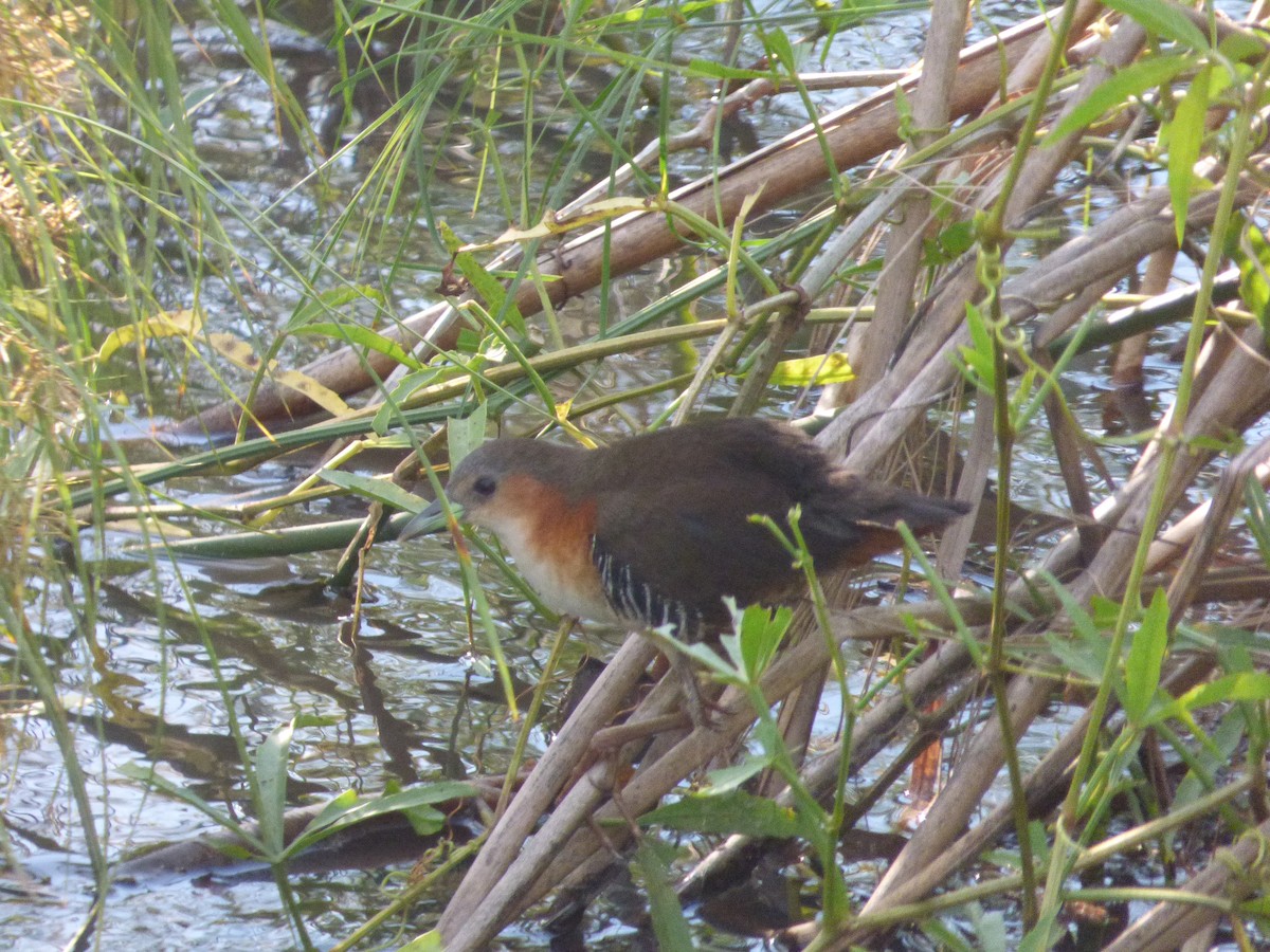 Rufous-sided Crake - ML38739531