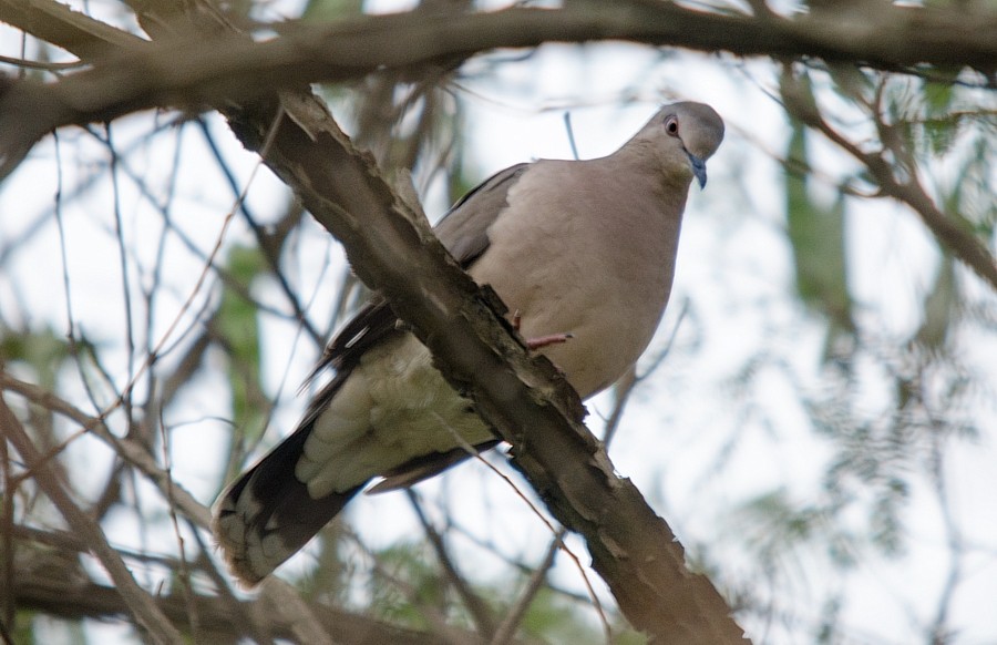 White-tipped Dove - ML387395591