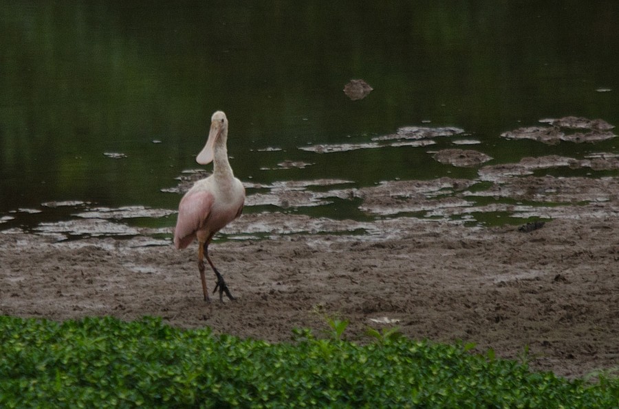 Roseate Spoonbill - ML387395681