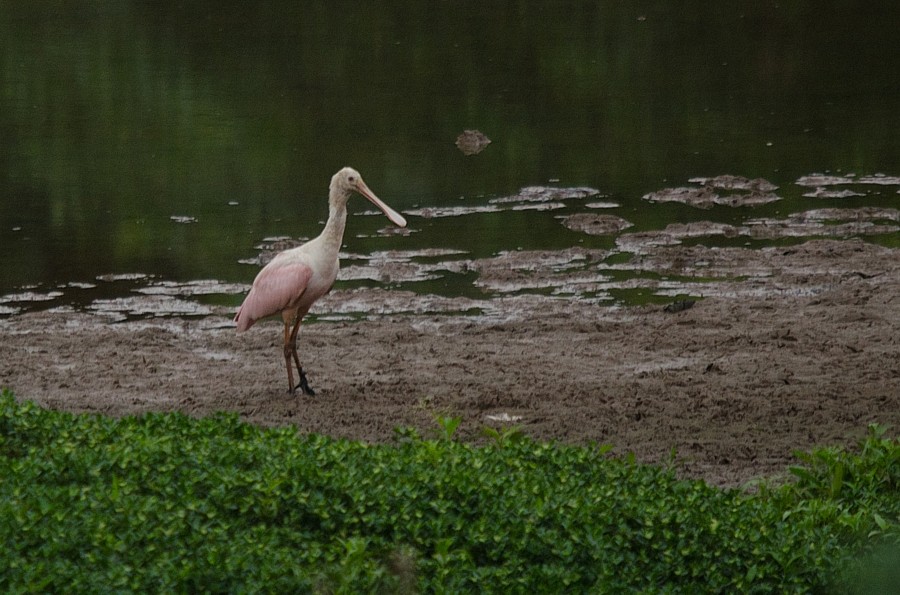 Roseate Spoonbill - ML387395691